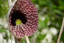 Dutchman’s pipe is gaining support as a diarrhea treatment